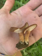 Bonomyces
