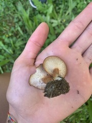 Bonomyces
