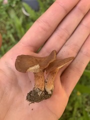Bonomyces