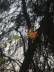 Araneus angulatus