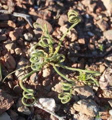 Albuca viscosa