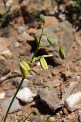 Albuca viscosa