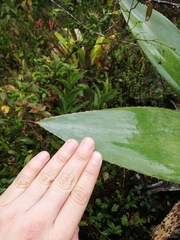 Agave sylvesteriana