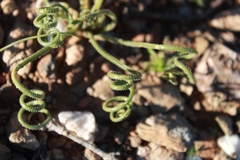 Albuca viscosa