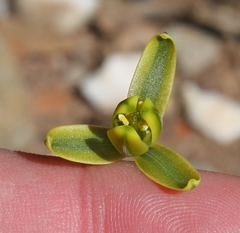 Albuca viscosa