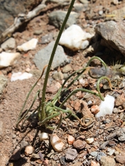 Albuca viscosa