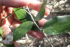 Olea capensis macrocarpa