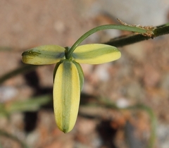 Albuca viscosa