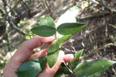 Olea capensis macrocarpa