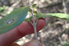 Olea capensis macrocarpa