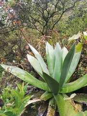 Agave sylvesteriana