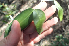 Olea capensis macrocarpa
