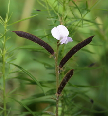 Tephrosia spicata