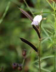 Tephrosia spicata