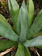 Agave sylvesteriana