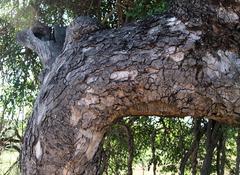 Sclerocarya birrea caffra