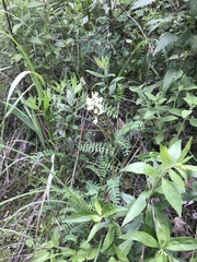 Astragalus strigulosus