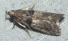 Acrobasis betulella