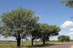 Sclerocarya birrea caffra