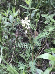 Astragalus strigulosus