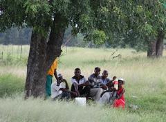 Sclerocarya birrea caffra