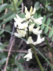 Astragalus strigulosus