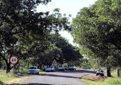 Sclerocarya birrea caffra