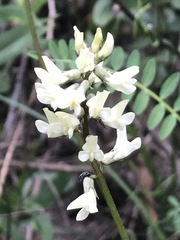 Astragalus strigulosus