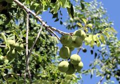 Sclerocarya birrea caffra