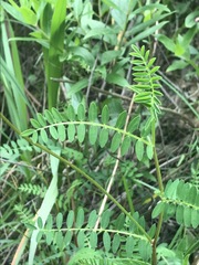 Astragalus strigulosus