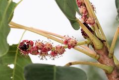 Sclerocarya birrea caffra