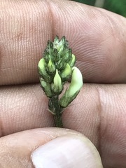 Astragalus strigulosus