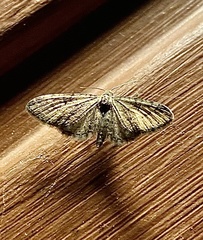 Eupithecia pusillata