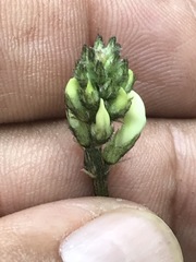 Astragalus strigulosus