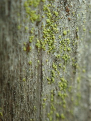 Chaenotheca chrysocephala