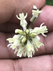 Astragalus strigulosus