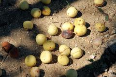 Sclerocarya birrea caffra