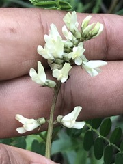 Astragalus strigulosus
