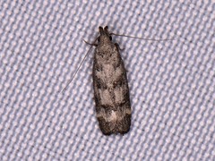 Dichomeris inversella