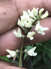Astragalus strigulosus