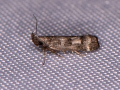 Dichomeris inversella