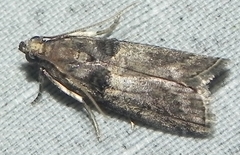 Acrobasis betulella