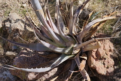 Agave simplex