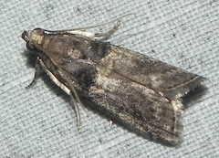 Acrobasis betulella