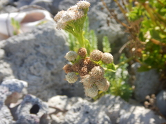 Ageratum maritimum