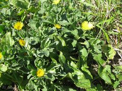 Calendula suffruticosa algarbiensis