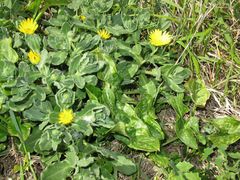 Calendula suffruticosa algarbiensis