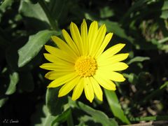 Calendula suffruticosa algarbiensis