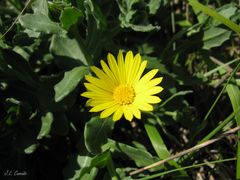 Calendula suffruticosa algarbiensis