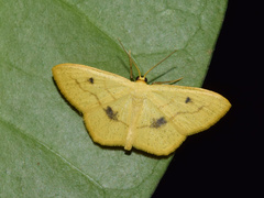Scopula straminea